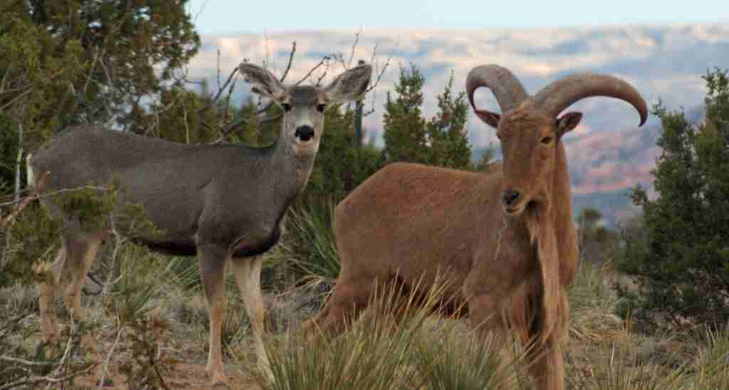 caprock canyon state park cabins